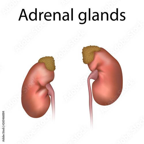 Adrenal glands. Kidneys, ureters. Realistic anatomy vector illustration.