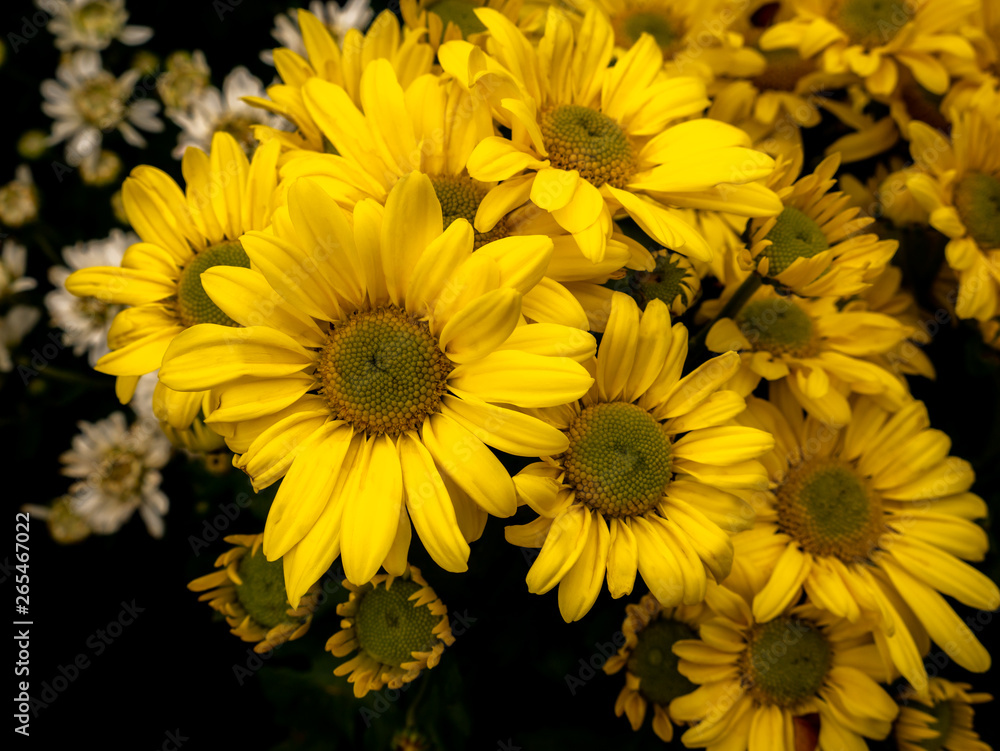 Obraz premium Bouquet of Yellow Chrysanthemum Flowers blooming