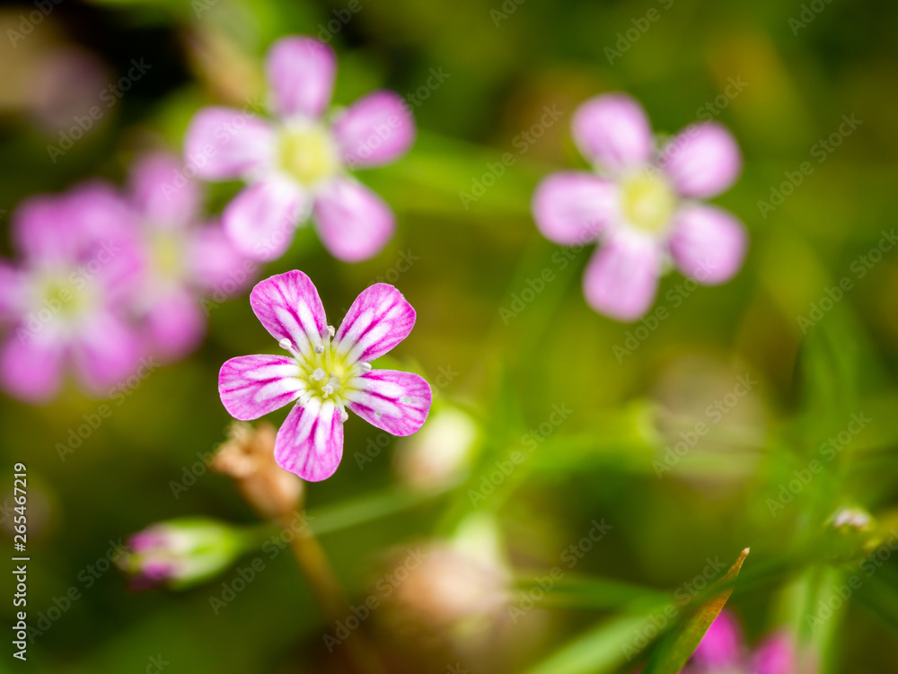 White Striped Pink Gypsophila Flowers Blooming White Striped Pink Gypsophila Flowers Blooming