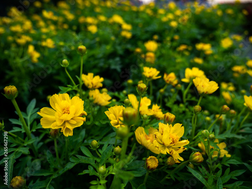 Yellow Cosmos Flowers Blooming