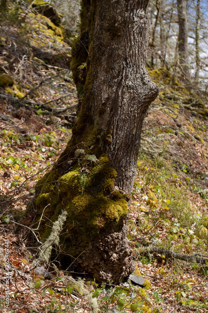 Moss on tree in forest on background,close up Moss on tree in forest on background,close up
