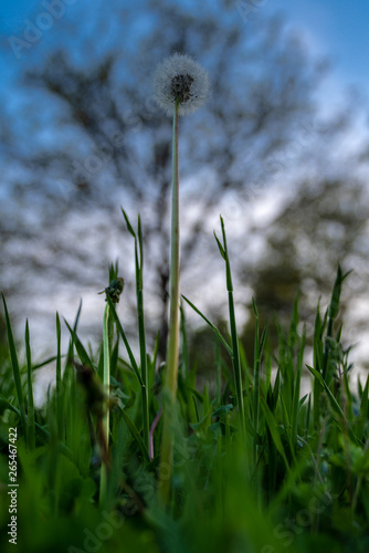 Dandelion seen from below with green grass and blue sky and a tree in the background © Nikola