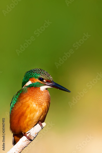 Cute colorful bird. Kingfisher. Green nature background.  © serkanmutan