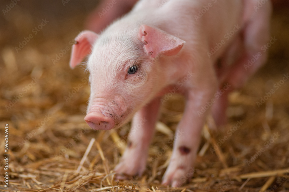 This image is of a cute piglet standing in the hay. A concept can be youth, child and family. This image is of a cute piglet standing in the hay. A concept can be youth, child and family.