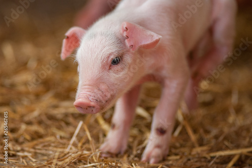 This image is of a cute piglet standing in the hay.  A concept can be youth  child and family.