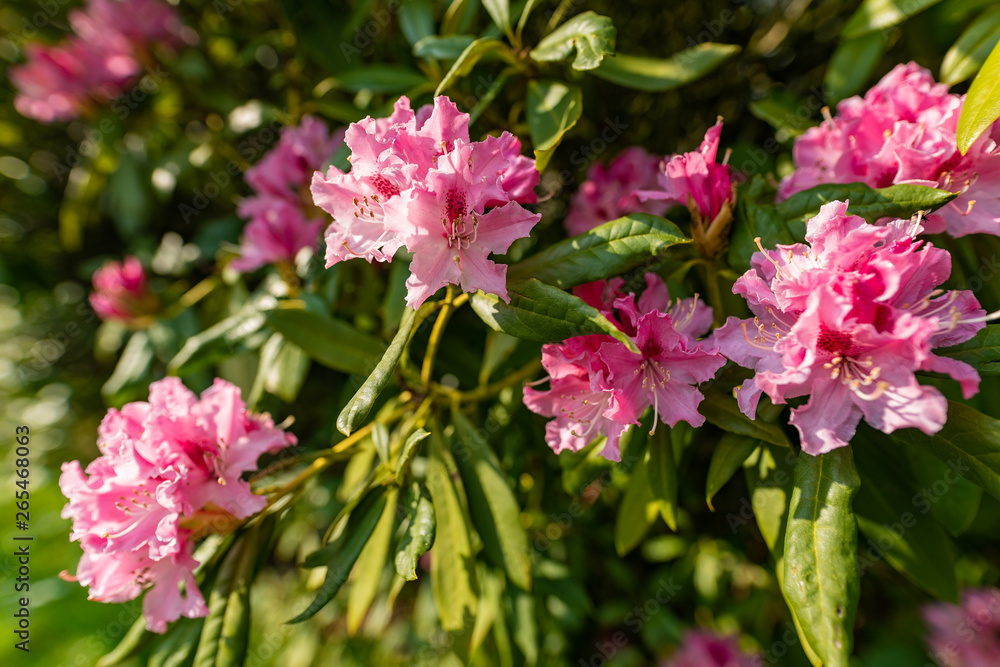 Fragrant pink flower with blurred background Fragrant pink flower with blurred background