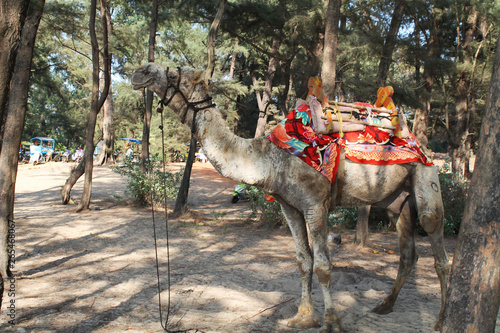 Camel animal in beach