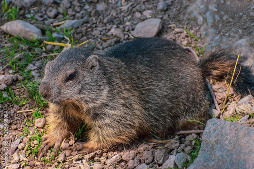Swiss marmot in summer in Klewenalp.