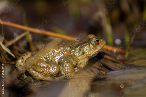 Frog photographed from the side, blurry from shallow depth of field.