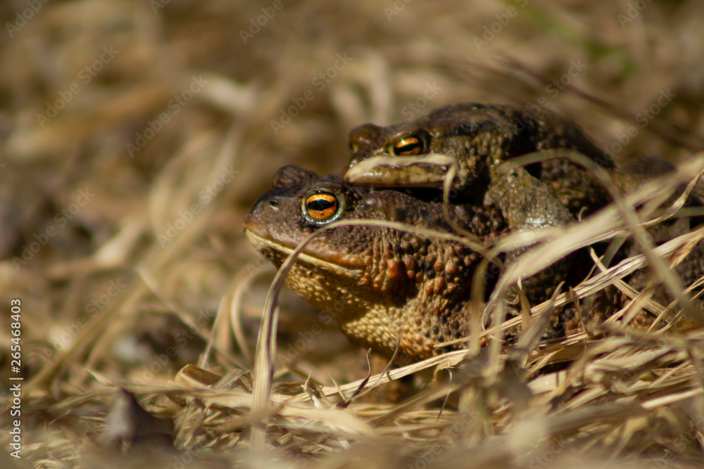Obraz premium Close-up of common frog sitting on top of an other frog in dry grass.