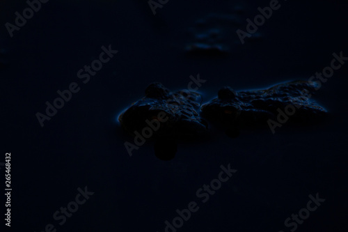 Fototapeta Naklejka Na Ścianę i Meble -  Common frog sitting on top of an other common frog just above the surface in a pool of water. Dark image with highlights visible.