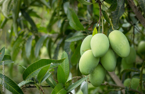 close up of mango fruit on the mango tree