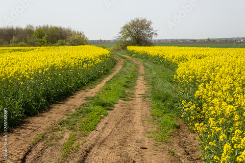 A road between two blooming rapeseed fields.