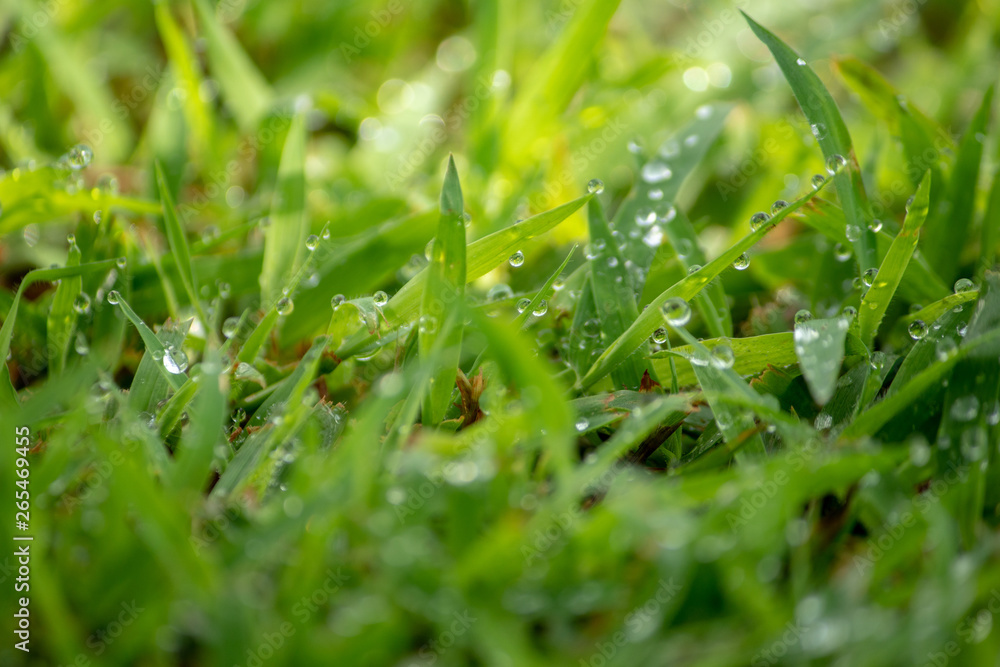 morning dew soaked the fresh green grass that was exposed to the orange morning sun morning dew soaked the fresh green grass that was exposed to the orange morning sun