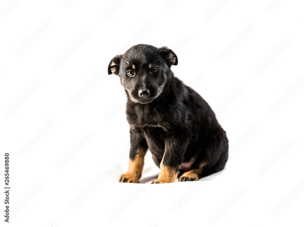 Fototapeta premium German shepherd puppy isolated