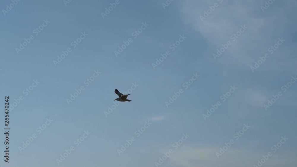 Flying seagull over blue sky in slow motion. Flying seagull over blue sky in slow motion.