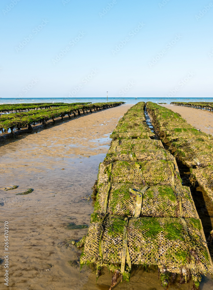 Fototapeta premium Utah Beach, France - August 31, 2018: Oyster beds on the oyster farm at low tide. Utah Beach, Normandy, France