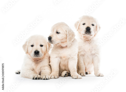 Emotional behaviour of golden retriever puppies sitting isolated