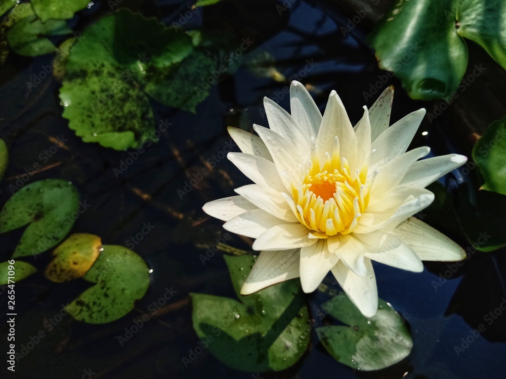 Lotus flower in the bath