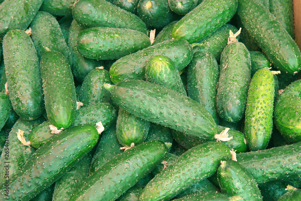 fresh juicy cucumbers for food texture fresh juicy cucumbers for food texture