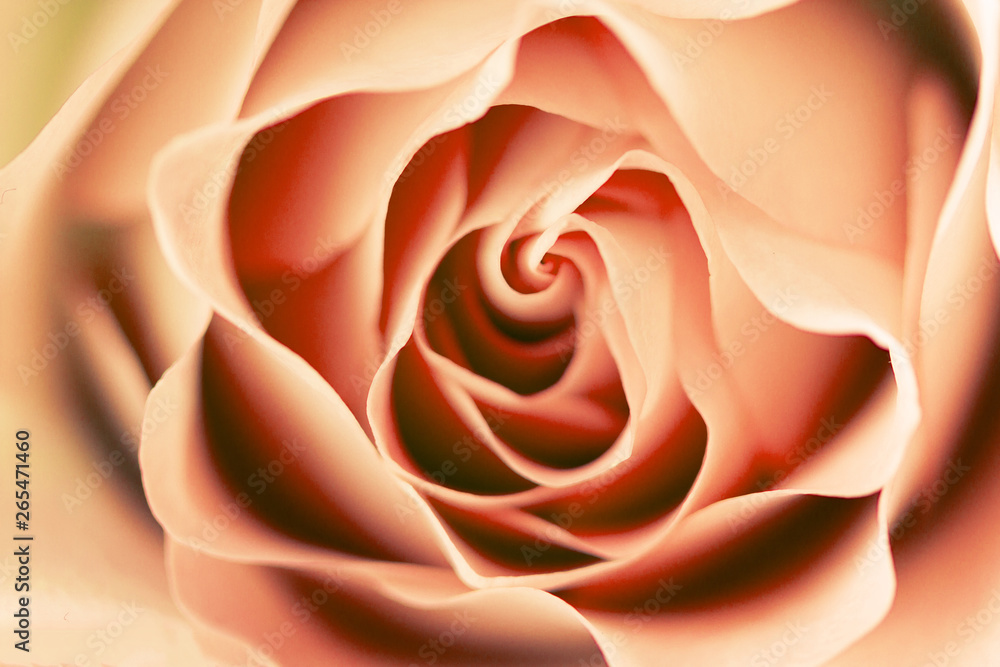 rose flower close up rose flower close up