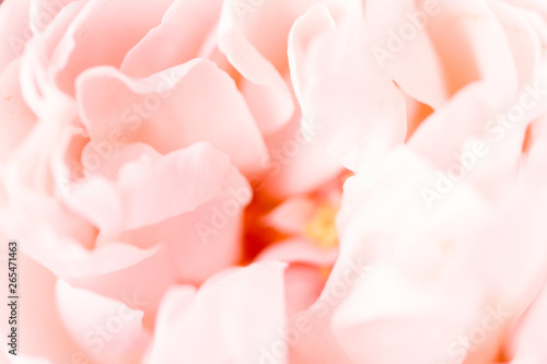 rose flower close up