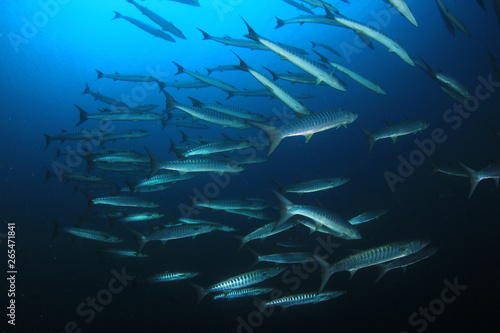 School of Barracuda fish 