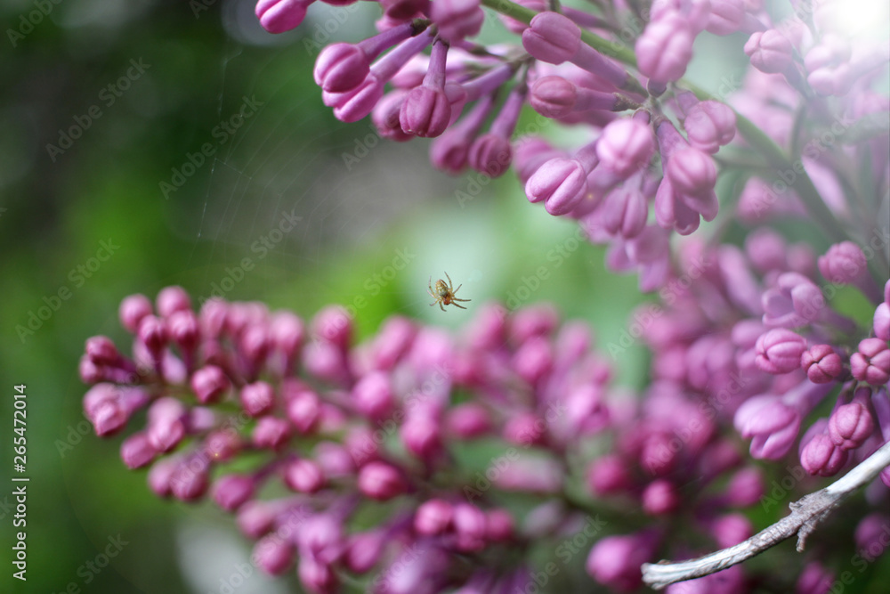Fototapeta premium Lilac. Close up of Syringe and spider. Spring time with beautiful lilac blossoms. Floral pattern. Lilac wallpaper. 
