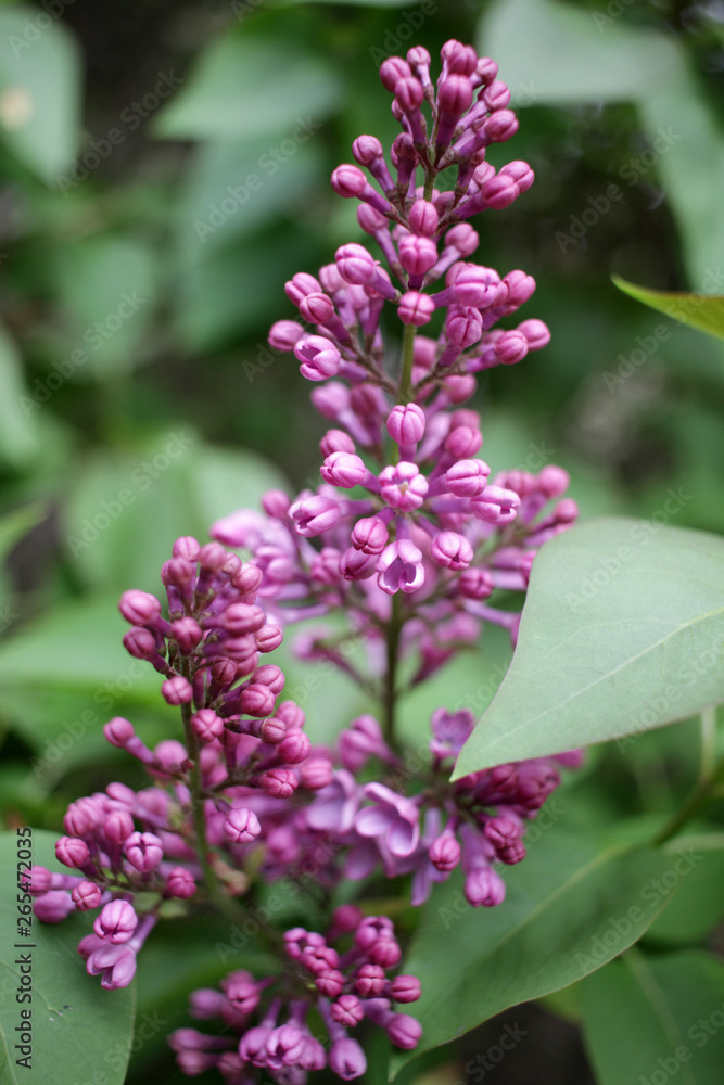Fototapeta premium Lilac. Close up of Syringe. Spring time with beautiful lilac blossoms. Floral pattern. Lilac wallpaper. 