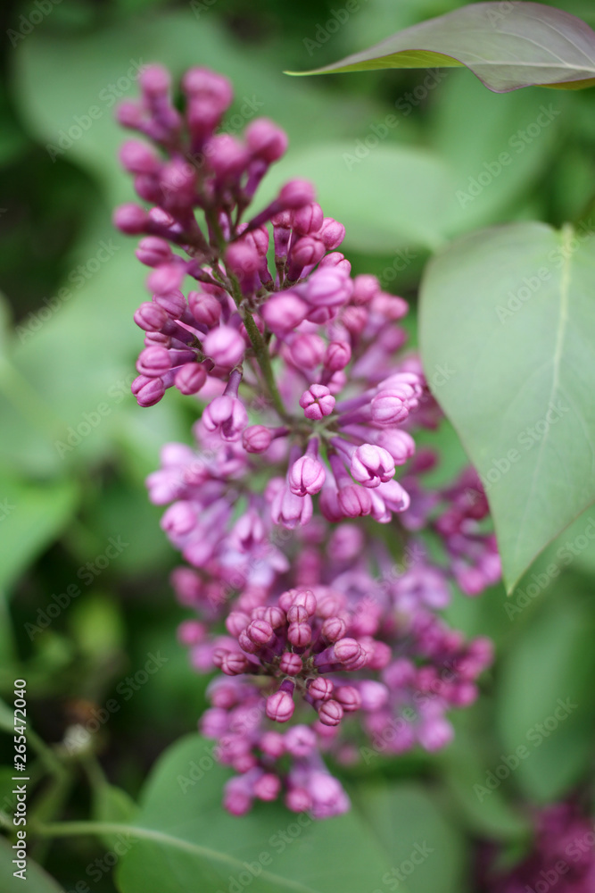 Lilac. Close up of Syringe. Spring time with beautiful lilac blossoms. Floral pattern. Lilac wallpaper. Lilac. Close up of Syringe. Spring time with beautiful lilac blossoms. Floral pattern. Lilac wallpaper.