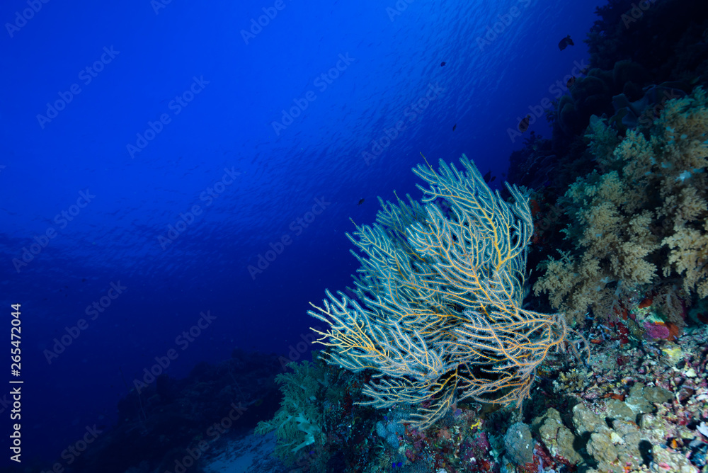 Obraz premium Underwater Landscape Tropical Coral Reef Tubbataha