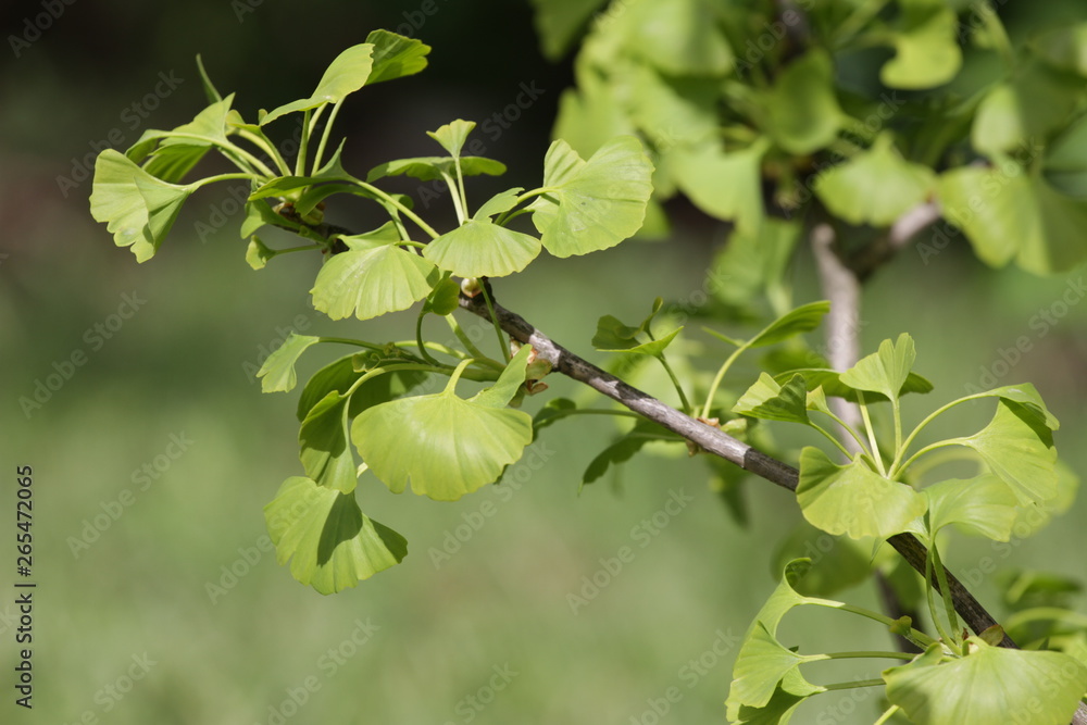 Ginko biloba. Young Ginko biloba tree with leaves. Ginko biloba leaf. Floral pattern. Smart herbal concept. Close up. Copy space. 