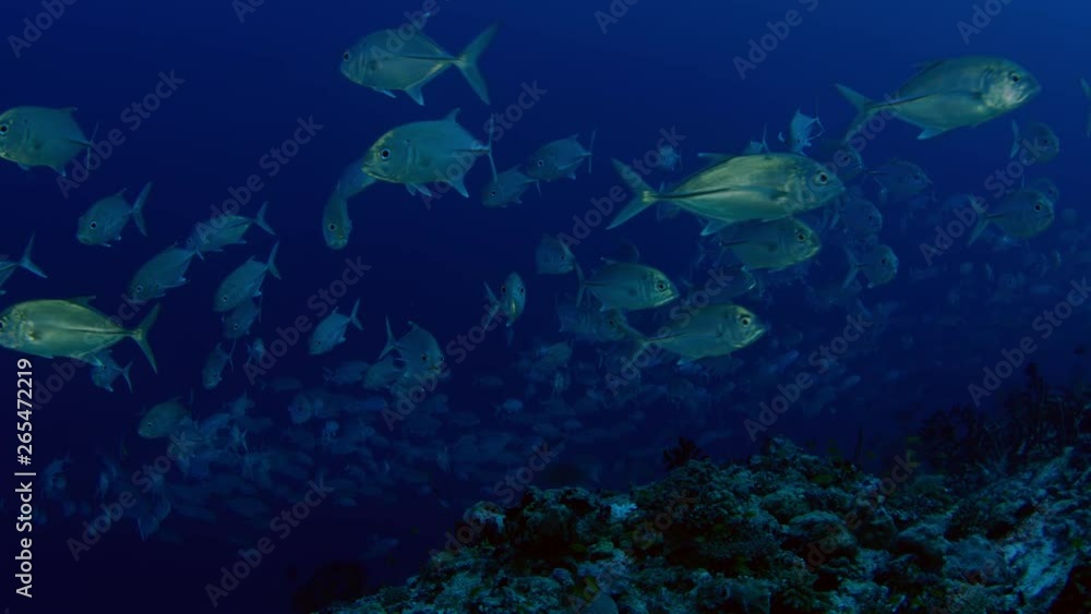 A huge school of Jacks. Big eye Trevally Jack, (Caranx sexfasciatus) Forming a polarized school, bait ball or tornado,Maldives, Indian Ocean, slow motion A huge school of Jacks. Big eye Trevally Jack, (Caranx sexfasciatus) Forming a polarized school, bait ball or tornado,Maldives, Indian Ocean, slow motion