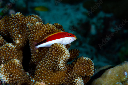 Freckled Hawkfish Parracirrhites forsteri photo