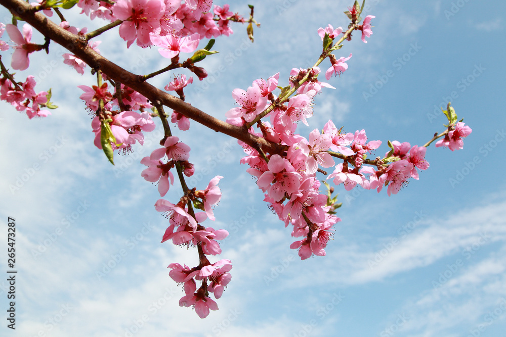 luxurious peach blossoms in spring luxurious peach blossoms in spring