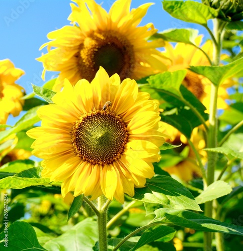 Grußkarte - Sonnenblumen vo...