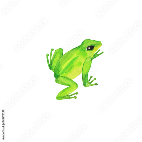 Cute green toad or frog collection isolated on white background. Hand drawn watercolor illustration. 