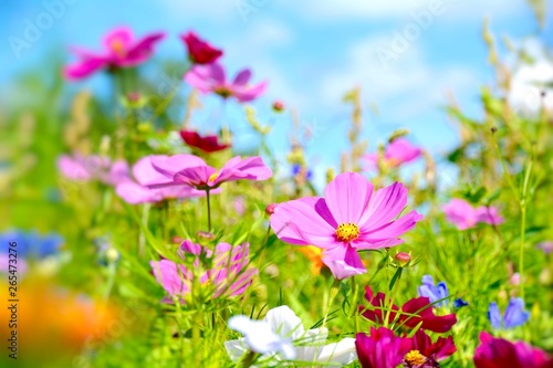 Blumenwiese - Sommerblumen Gru  karte