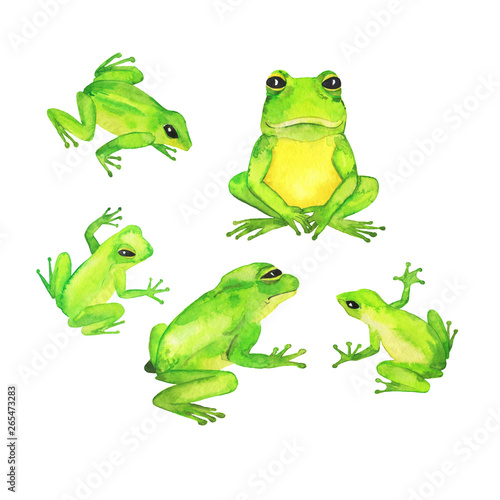 Cute green wild frog isolated on white background. Hand drawn watercolor illustration. 