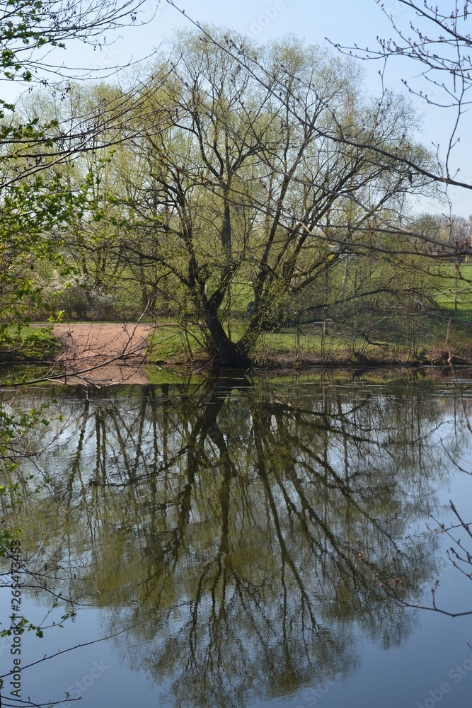 Baum im Frühling spiegelt sich auf der Wasseroberfläche Baum im Frühling spiegelt sich auf der Wasseroberfläche