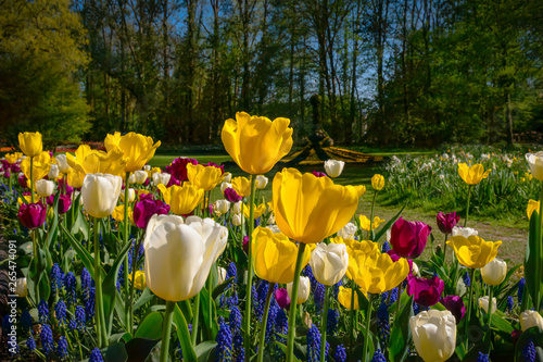 tulips in floralia in Brussels Belgium