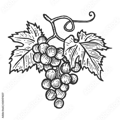 Bunch of grapes with leaves sketch engraving vector illustration. Scratch board style imitation. Hand drawn image.