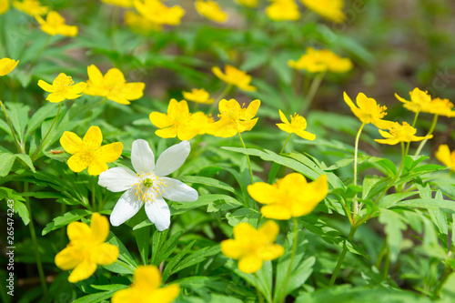 White and yellow forest flowers. Anemones. Springtime