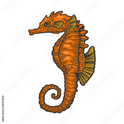 Sea horse animal color sketch engraving vector illustration. Scratch board style imitation. Black and white hand drawn image.