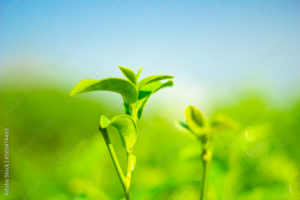 Obraz premium Tea leaves at tea plantation in Chiang Rai north Thailand.