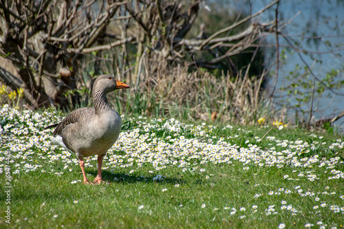 Wallpaper Mural Greylag goose (anser anser) walking amongst spring time daisy wild flowers Torontodigital.ca