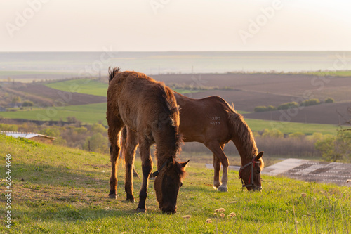 Mare with foal in the pasture. A animal that is grazing. A horse is eating grass at sunset. RURAL EVENING.