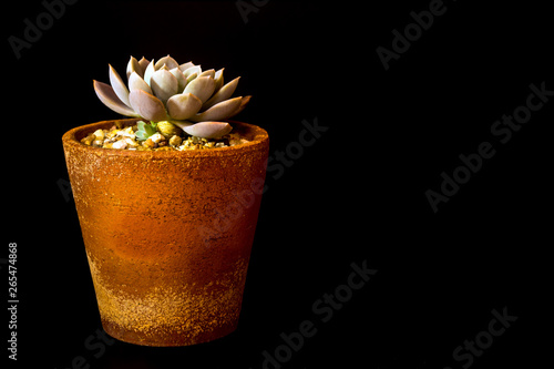 Succulent plant close-up Echeveria Orion in the earthen pot photo