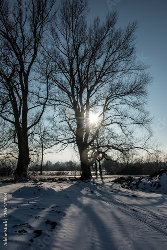 Large trees in the rays of the winter sun © rparys