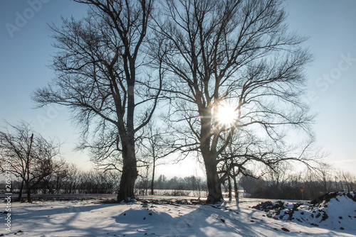 Large trees in the rays of the winter sun © rparys